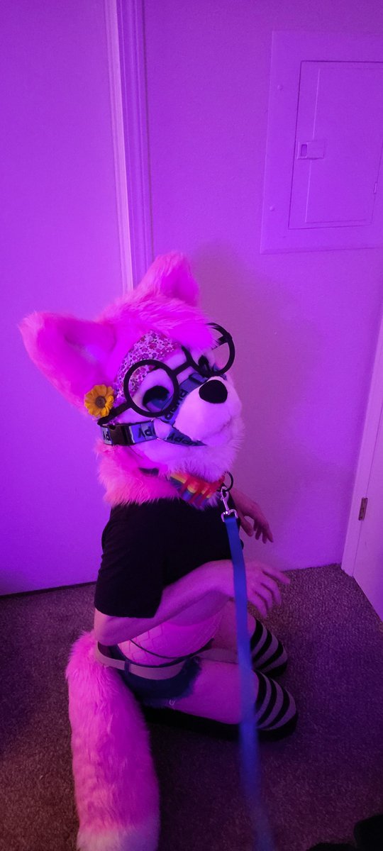 ChrisTheWolfAD's tweet photo. POV: I heard you say "walk" :3c https://t.co/d5v4BEmTY3
