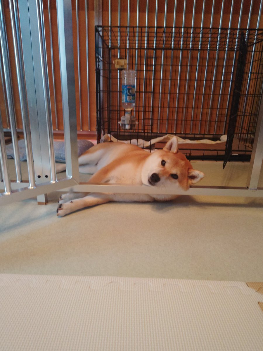 HarukaAkituki's tweet photo. 8月31日
①ママ〜!!もう出ていいの!?(もうお掃除終わったから出ておいで)
②③なんか痛そうな寝相ww
④夕散歩。お迎え待ち中。風が心地よいね✨️
 #彩葉の日常 https://t.co/EO57FRNgTa