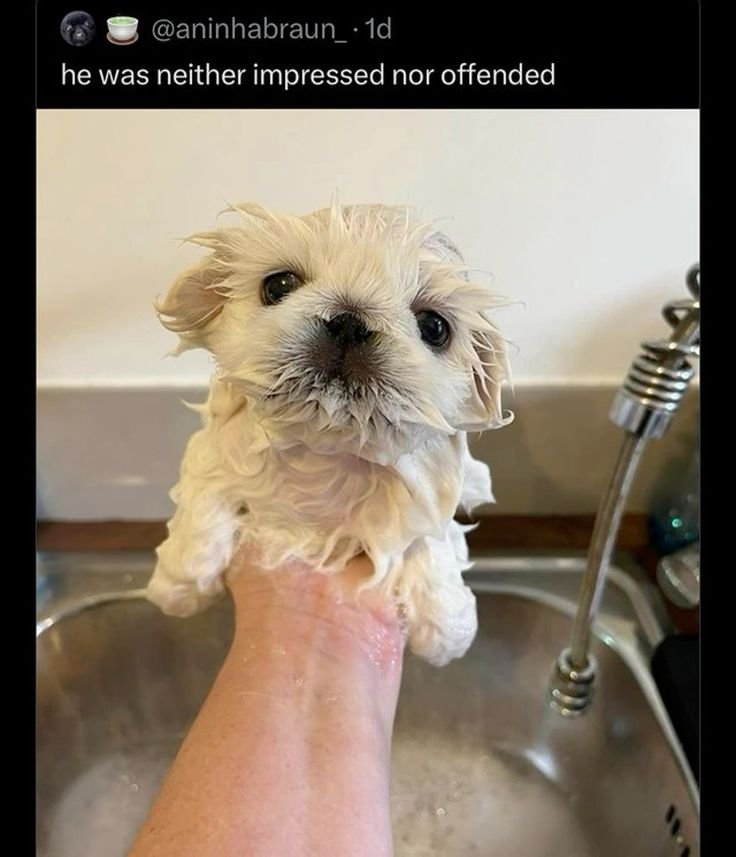 for_everzh's tweet photo. i laughed out loud i'm so sorry he looks like this https://t.co/aw6UFUpAho