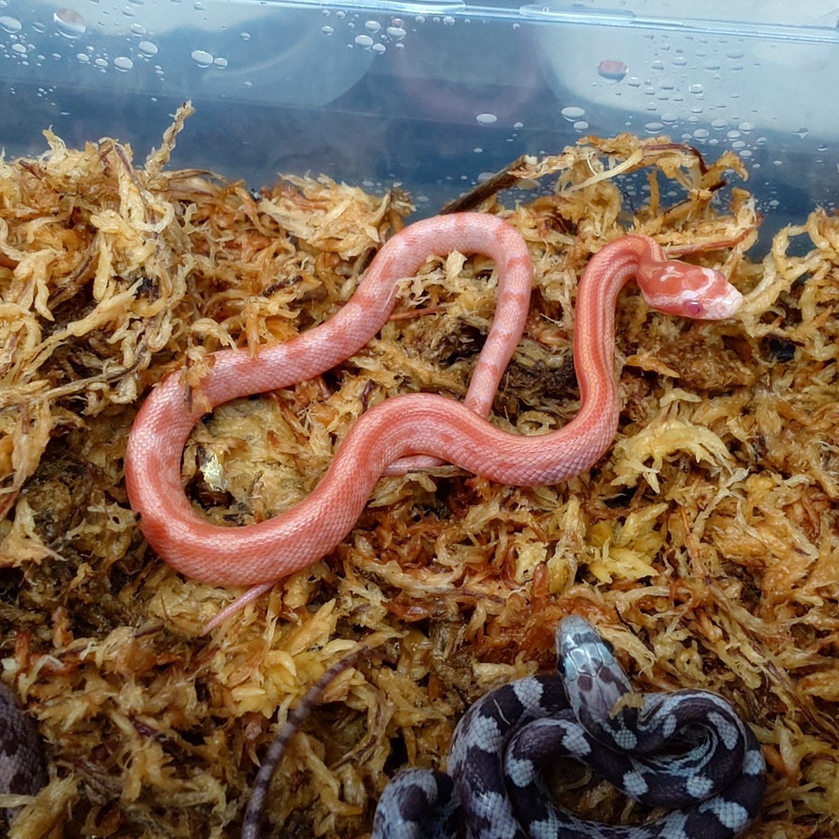 ti_n_ne_n's tweet photo. ゾラトーン、テラゾーも出てます🐍
ハイポもらしい個体が出てます❗
4枚目が同じ両親から産まれた、別の年の個体🐍
ほぼ黒が出ないメリハリの効いたタイプ👍
#コーンスネーク
#2026CB
#爬虫類 https://t.co/4xo5RSTVtG