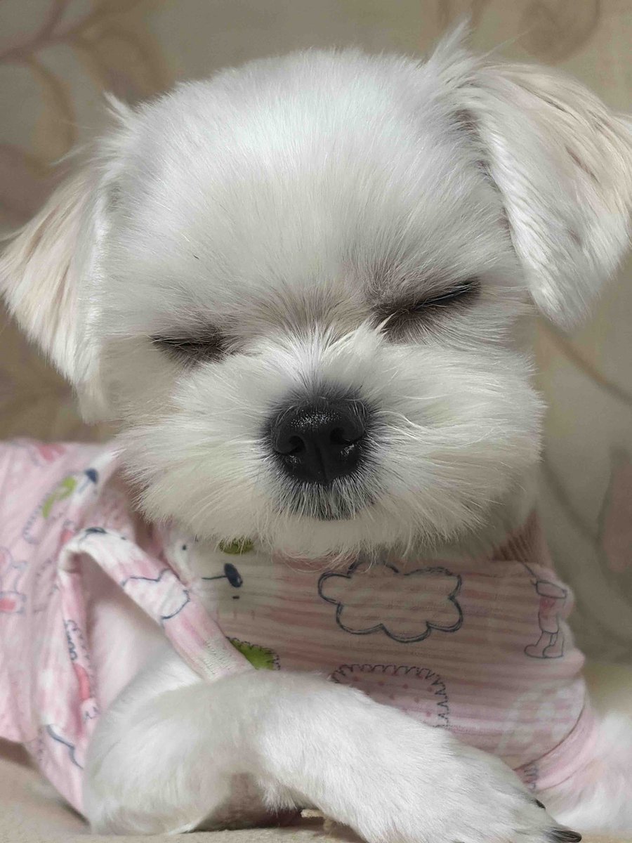 riceloverscluv's tweet photo. 강아지 미용할 때마다 내복을 사고싶다 내복 입은 강아지 자랑해주실분 https://t.co/7BVTPOPF8q
