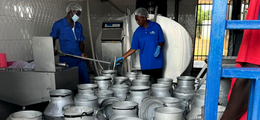 IFC_org's tweet photo. In Uganda, a stronger dairy sector means more milk, more jobs, and more exports.

Learn how @WorldBankGroup support through IFC and @GAFSPfund is helping farmers become more productive, increase yield, access markets, and create jobs for others: https://t.co/AwnjWazsmX https://t.co/ZOO7I6uSUa