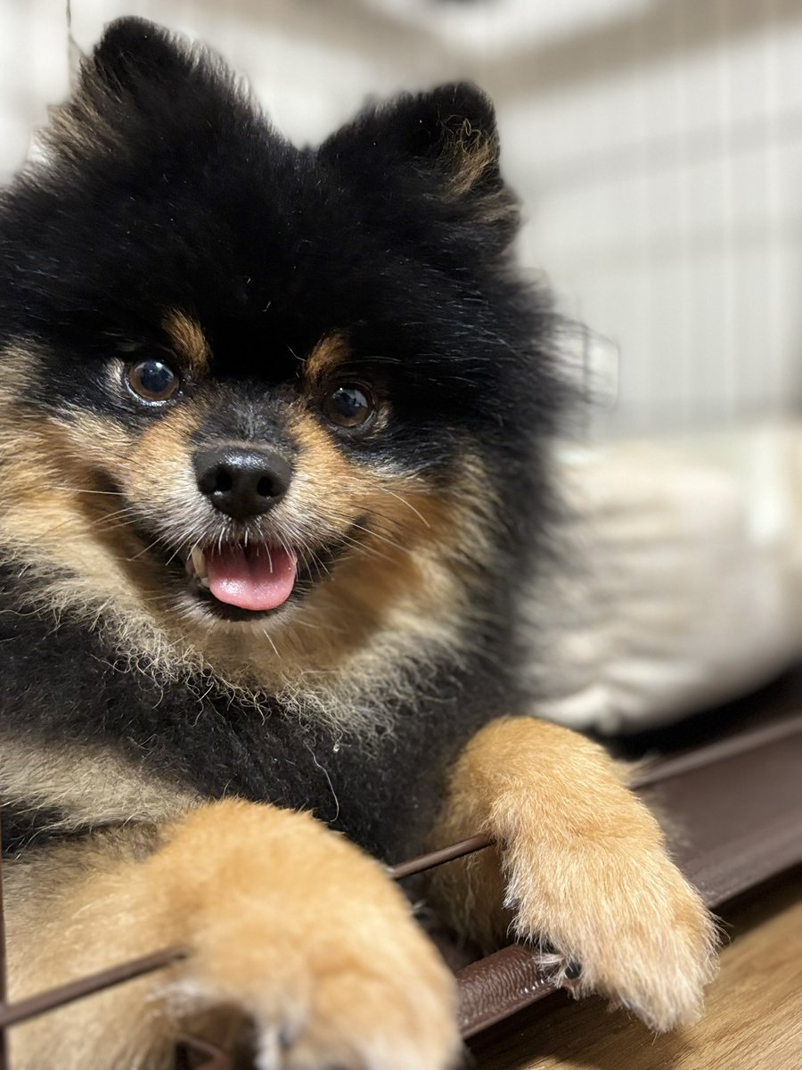 naruibu's tweet photo. 引越し後久々の投稿です💦
仕事と家事と犬のお世話で、推し活もままならない日々が続いています…が、毎日楽しくて幸せです🥰
新しい家族を紹介します！
5歳のポメラニアン、幸多朗(こたろう)です💕
保護犬をお迎えしたのですが、幸多く、朗らかな犬生を歩んでほしいと思い名付けました～😌✨ https://t.co/DrPU2Tk1fM