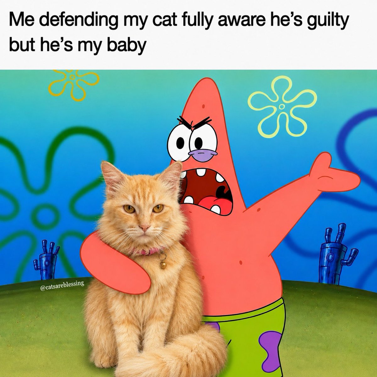 catsareblessing's tweet photo. https://t.co/ahFWDsiYVQ