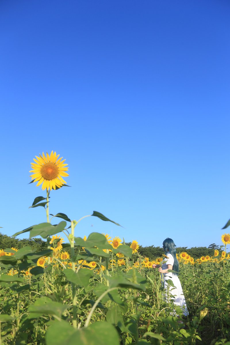 neruru_p's tweet photo. *Cosplay

学園アイドルマスター
　　　　　- 月村手毬  

Photo：@59yutaka https://t.co/cEATQuPYtz