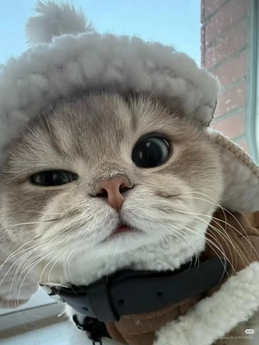 nocontextscats's tweet photo. 😉 https://t.co/oEs3jzvnOC