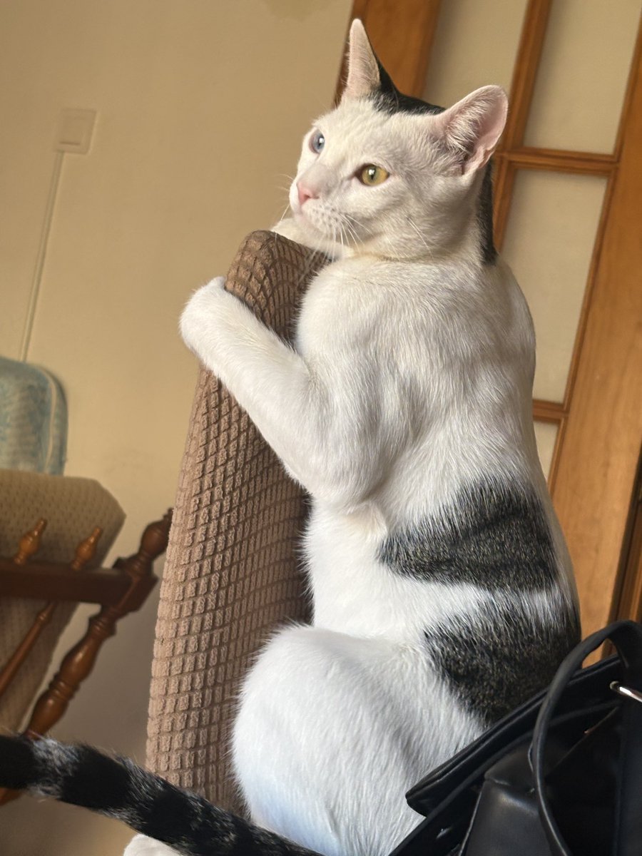 _roorell's tweet photo. Podemos hablar de la espalda definida de mi gato https://t.co/V16EIeySQU