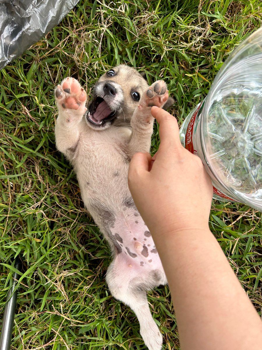AouStef's tweet photo. Our little furball’s 100 days milestone  From wobbly walks to zoomies, every purr and leap is pure magic. Love this growing pup more each day! https://t.co/xa5kVeU4P0