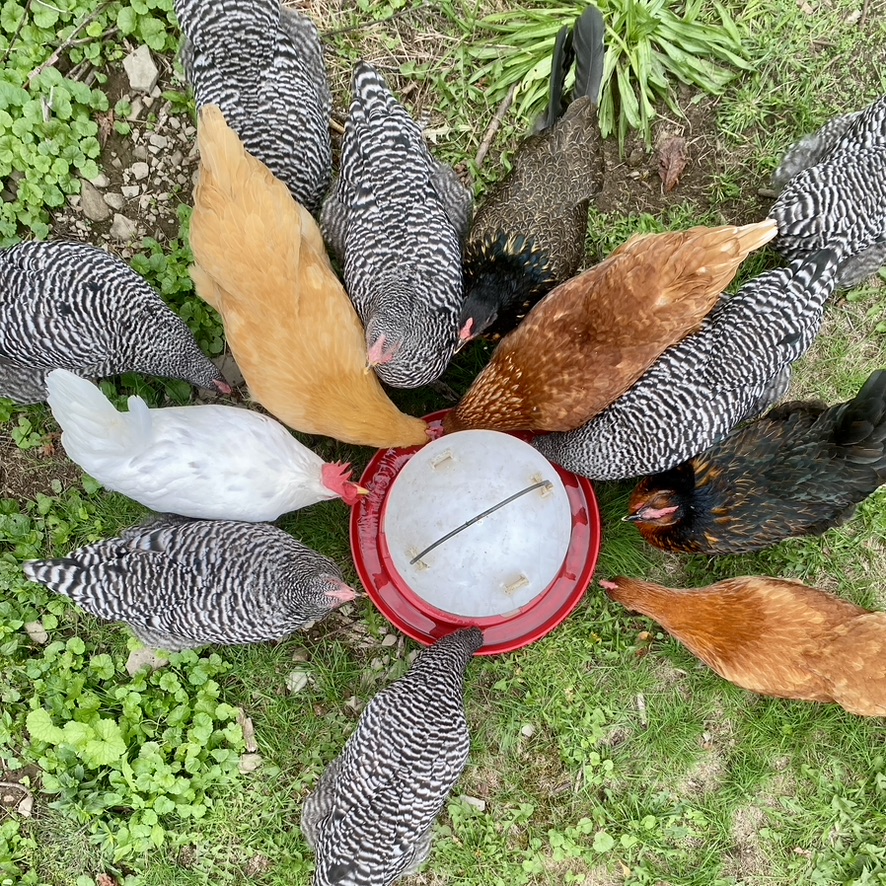 FarmsteadUSA's tweet photo. Little rhythms, like gathering the eggs and feeding the animals, have given many unexpected moments of peace over the years. Sure beats a commute. https://t.co/qBk11gpFyW