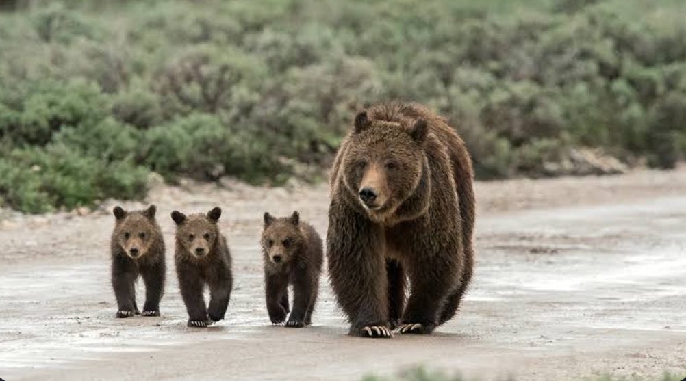 StoriesBySammi's tweet photo. There's a stretch of land in Montana biologists call "the place where grizzlies go to die." This is why the two largest remaining grizzly populations still can't reach each other, after 50 YEARS of trying. 

Think about that for a second. Fifty years. These bears live in two separate pockets now, one around Glacier, one around Yellowstone, now as close as 47 miles apart. The corridors that should connect them run straight through Missoula, Butte, Helena, Bozeman, some of Montana's fastest growing cities.

So instead of reaching each other, bears trying to make that crossing get hit on highways, shot near cattle, or just never make it. In 2021, one did wander east from Glacier's population. It was caught and killed near cattle before it ever got close to Yellowstone's bears.

Fifty years of research, and not one single confirmed case of a bear making that crossing and breeding with the other population. Not one. Wildlife biologist Trevor Bloom put it plainly in a PBS Nature documentary: "The argument for keeping them on the list is that we're not seeing any gene flow between the distinct populations... Recovery, in many people's opinion, would be defined by when those two populations can interbreed."

This isn't hypothetical. In 2017, the last time Yellowstone grizzlies were briefly delisted, Wyoming issued 22 hunting tags almost immediately. Idaho issued one. The hunt never happened, a federal judge blocked it days before the season opened, and protections were reinstated in court. But it came within days of going through.

Think about what that could mean. A mother grizzly's territory spans hundreds of square miles, far beyond any park boundary. She doesn't know where the invisible line is. If she wanders out looking for food and gets shot legally because she stepped outside it, her cubs are left orphaned. Most orphaned cubs either die on their own in the wild, get sent to a zoo where they can never be released back into nature, or are euthanized outright because there's nowhere else for them to go.

It's already happening. Grizzly 964, one of Grizzly 399's own cubs, was killed in Montana this June, reportedly over a single cow. There are 86 million cattle in this country. There were roughly 2,300 grizzly bears left in the entire lower 48. Her two cubs, Scout and Ranger, 399's own grandchildren, were sent to a Colorado zoo. They'll never see the wild again.

This makes me furious. The entire point of the Endangered Species Act is recovery, THEN delisting. These bears haven't recovered. They're stuck. They're bottlenecked. 

Congress already tried to delist Yellowstone's grizzlies by law, with a provision blocking anyone from suing to stop it, something courts have used twice before to reverse premature delisting. It passed committee last year. It's been sitting there since.

Who's pushing hardest for this? Ranchers and hunting groups. And once states take over, Montana, Wyoming, and Idaho have already said they'd allow hunting. Even a beloved bear wouldn't be safe from that shi$.

Grizzly 399 was the most famous bear in the world. Decades of survival, dozens of cubs raised, millions of people who loved her. In the end, none of that saved her from a highway. If roads can take a bear that famous, what chance do the rest have, unless we actually carve out a way through.

That's the real question. Not whether these bears deserve protection. Whether we're willing to carve out the one thing that would actually save them: a way to reach each other.

#DemsUnited