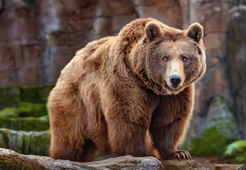 StoriesBySammi's tweet photo. There's a stretch of land in Montana biologists call "the place where grizzlies go to die." This is why the two largest remaining grizzly populations still can't reach each other, after 50 YEARS of trying. 

Think about that for a second. Fifty years. These bears live in two separate pockets now, one around Glacier, one around Yellowstone, now as close as 47 miles apart. The corridors that should connect them run straight through Missoula, Butte, Helena, Bozeman, some of Montana's fastest growing cities.

So instead of reaching each other, bears trying to make that crossing get hit on highways, shot near cattle, or just never make it. In 2021, one did wander east from Glacier's population. It was caught and killed near cattle before it ever got close to Yellowstone's bears.

Fifty years of research, and not one single confirmed case of a bear making that crossing and breeding with the other population. Not one. Wildlife biologist Trevor Bloom put it plainly in a PBS Nature documentary: "The argument for keeping them on the list is that we're not seeing any gene flow between the distinct populations... Recovery, in many people's opinion, would be defined by when those two populations can interbreed."

This isn't hypothetical. In 2017, the last time Yellowstone grizzlies were briefly delisted, Wyoming issued 22 hunting tags almost immediately. Idaho issued one. The hunt never happened, a federal judge blocked it days before the season opened, and protections were reinstated in court. But it came within days of going through.

Think about what that could mean. A mother grizzly's territory spans hundreds of square miles, far beyond any park boundary. She doesn't know where the invisible line is. If she wanders out looking for food and gets shot legally because she stepped outside it, her cubs are left orphaned. Most orphaned cubs either die on their own in the wild, get sent to a zoo where they can never be released back into nature, or are euthanized outright because there's nowhere else for them to go.

It's already happening. Grizzly 964, one of Grizzly 399's own cubs, was killed in Montana this June, reportedly over a single cow. There are 86 million cattle in this country. There were roughly 2,300 grizzly bears left in the entire lower 48. Her two cubs, Scout and Ranger, 399's own grandchildren, were sent to a Colorado zoo. They'll never see the wild again.

This makes me furious. The entire point of the Endangered Species Act is recovery, THEN delisting. These bears haven't recovered. They're stuck. They're bottlenecked. 

Congress already tried to delist Yellowstone's grizzlies by law, with a provision blocking anyone from suing to stop it, something courts have used twice before to reverse premature delisting. It passed committee last year. It's been sitting there since.

Who's pushing hardest for this? Ranchers and hunting groups. And once states take over, Montana, Wyoming, and Idaho have already said they'd allow hunting. Even a beloved bear wouldn't be safe from that shi$.

Grizzly 399 was the most famous bear in the world. Decades of survival, dozens of cubs raised, millions of people who loved her. In the end, none of that saved her from a highway. If roads can take a bear that famous, what chance do the rest have, unless we actually carve out a way through.

That's the real question. Not whether these bears deserve protection. Whether we're willing to carve out the one thing that would actually save them: a way to reach each other.

#DemsUnited