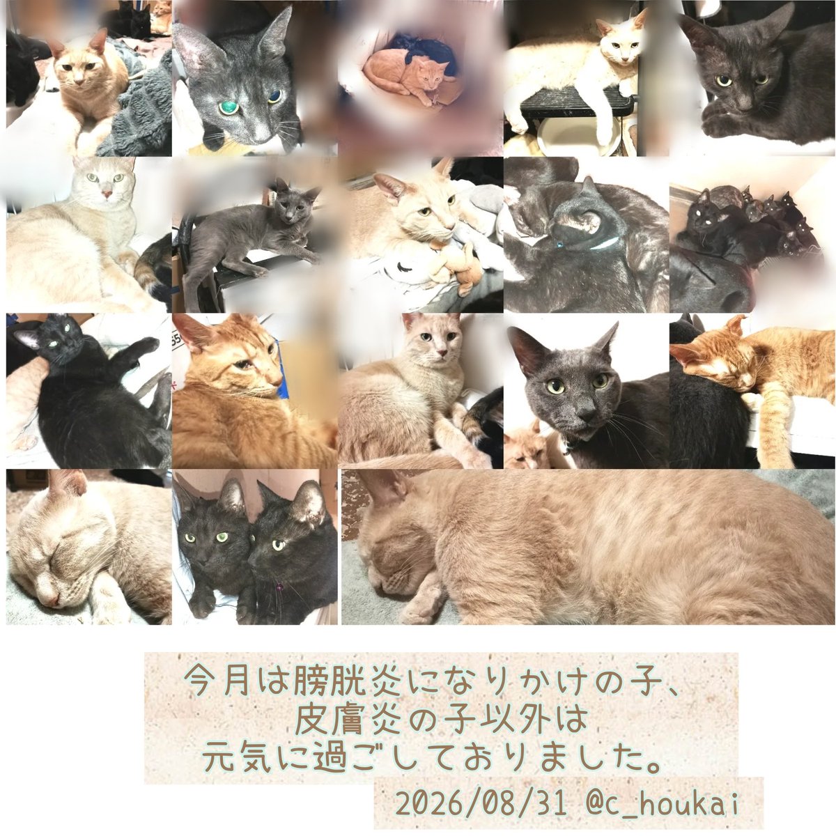 c_houkai's tweet photo. 2026/08/01〜31
1ヶ月、多大なるご厚意を誠に有難う御座いました。目立った病気や外傷も無く猫達は無事に元気に過ごせております。いつも本当に有難う御座います。どうか最後まで猫達を見守っていただけますと幸いです。
https://t.co/MfqbvBlpTL
━━━━
経緯 https://t.co/Sh3gVmRvQT https://t.co/VfCJpqYdqu