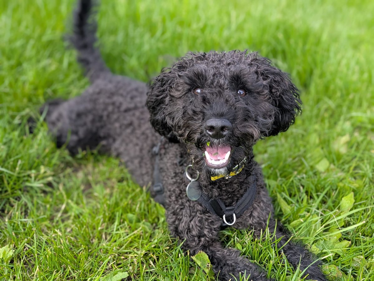 DT_WestCalder's tweet photo. Meet Barney 💛🐾 Behind that adorable face is a sensitive little soul who needs experienced owners to help him navigate his big feelings.

Barney will need patience, structure, reassurance and someone willing to continue his training, but once he trusts you, he’ll be your sweetest little shadow 🥹

With the right family, which will need to be adult only, we know Barney has so much love and potential to give 💕

@DogsTrust
#AdoptDontShop
#ADogIsForLife