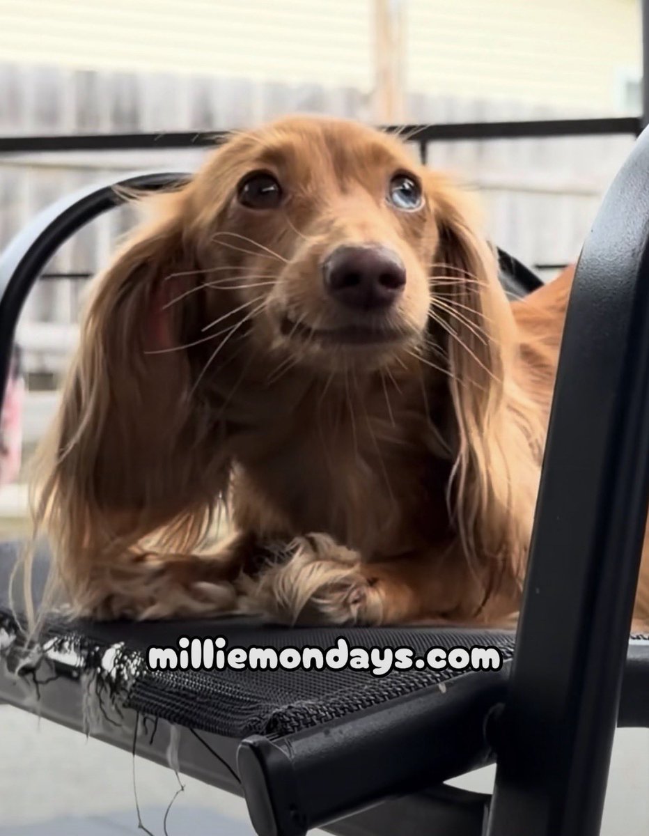 MillieMondays's tweet photo. #milliemondays #wrigleywednesdays #pup #dog #Godbless #pups #dogs #Jesussaves #puppy #doggy #puppie #doggie #puppies #doggies #puppys #doggys #pupper #puppers #doggo #doggos #wienie #wienies #wieniedog #wieniedogs #dachshund #dachshunds #wiener #wieners #wienerdog #wienerdogs #pu https://t.co/8dsusN7M4a