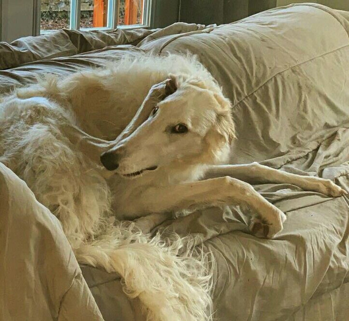 _lonefidelit1's tweet photo. hol' up... I'm getting a foam call https://t.co/HECOw9lCeN
