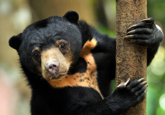 climateaidil's tweet photo. Happy National Day! 

A reminder that our wildlife are Malaysians too. Their freedom to roam in our forests depends on us. After all, the greatness of a nation &amp; its moral progress can be judged by the way its animals are treated. https://t.co/M5TpO4LioA