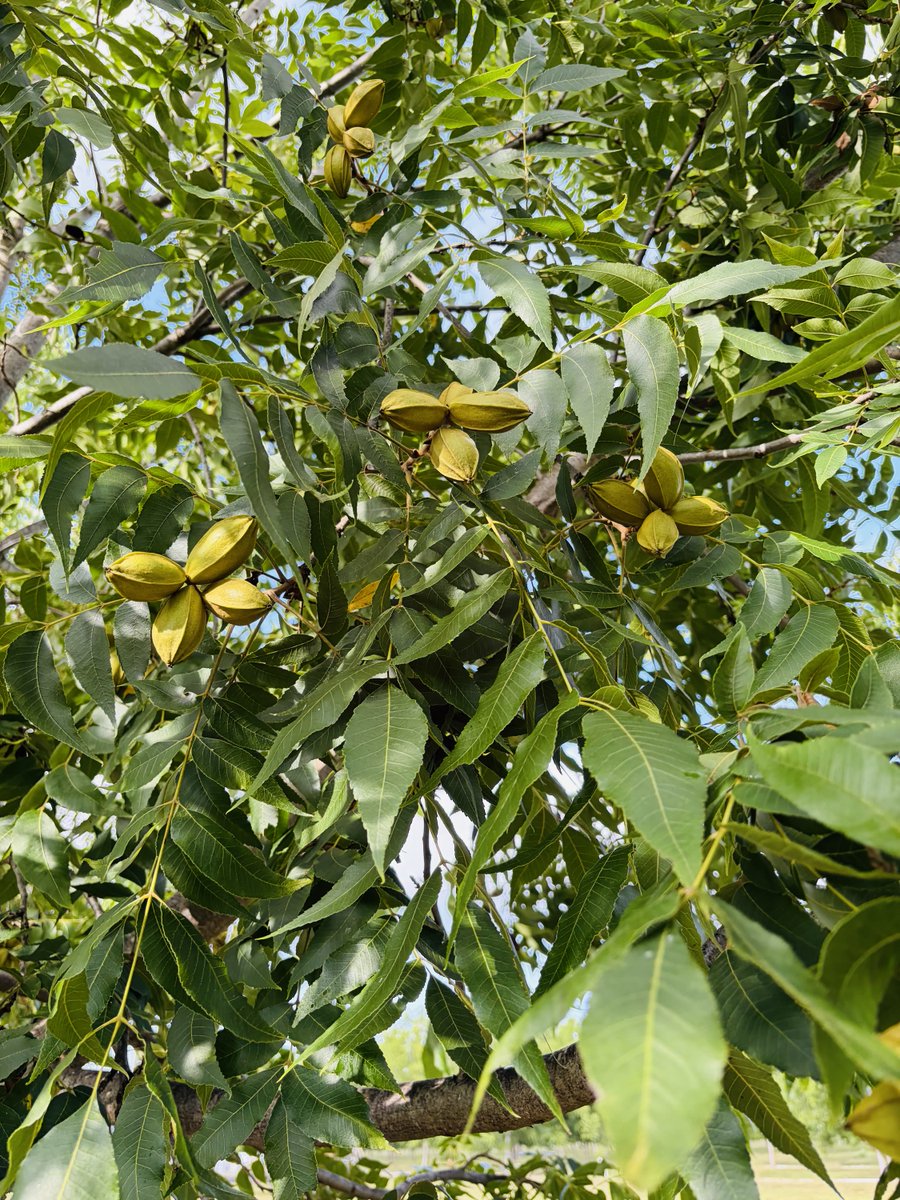 GPGA_'s tweet photo. Good views🕶️🌳 
#GeorgiaGrownPecans #EatMorePecans https://t.co/n3K6FcUlCd
