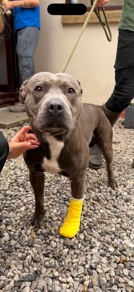 AdoptionsUk's tweet photo. Please retweet to help find the owner or a rescue shleter space for this stray/abandoned dog found #Lowton #Wigan #GreaterManchester #UK 
Found 31 August 2026
Holden Road, Leigh WN7 
Collected from my pets vets, #Lowton , Moss industrial estate .Please share to help reunite with owner
Proof of ownership and council fee required
Contact us on 01942 700700 Wigan Council Dog Pound 
Original post on facebook 👇👇👇
https://t.co/xlN6WVNEmR
Email
strayswithus197@gmail.com

#dogs #adoptdontshop #England #Wales #Scotland #pets #BankHoliday @millypod1 @DogLostUK @MissingPetsGB @scanme_tukslaw @Tukslaw_scanme @KatieAmess @AndrewRosindell @LabourAnimalRG @ConservativeAWF #Rescuedogs
