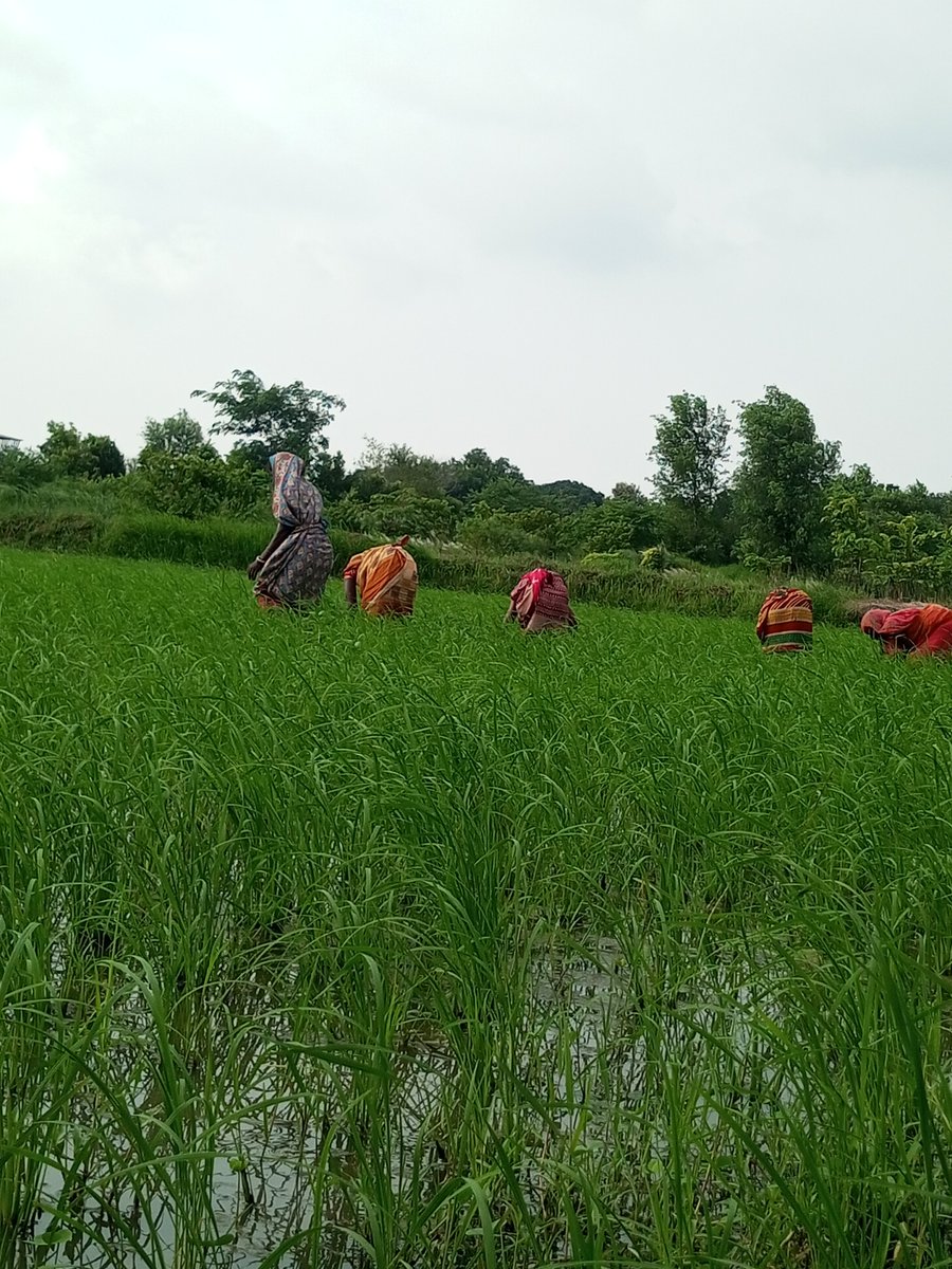 raisinghshahi's tweet photo. Nowadays weeding work is ongoing in the Katarni paddy field. This picture was clicked by Hiraman Tanti, who helps me with agricultural work.
#katarnirice #paddyfield #agriculture #farminglife #indianfarmer🌾 https://t.co/0DfFGq4SPs