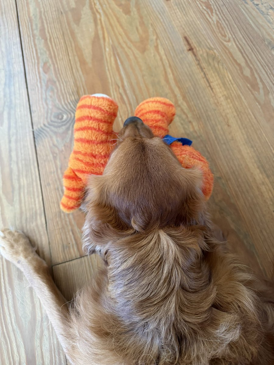 PetMayorNatty's tweet photo. https://t.co/uUrUSDpTaE