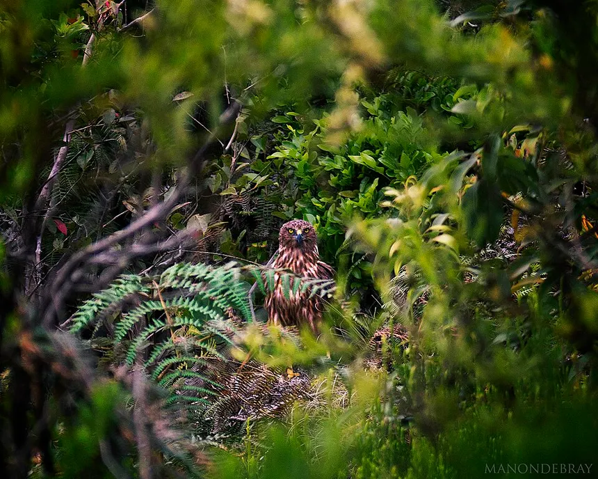 profchaine's tweet photo. Être capable de prendre de la hauteur et d'adopter une vision d'ensemble ou de faire un focus local là ou l'alpha se situe 🦅 https://t.co/9FyV9oaIHS