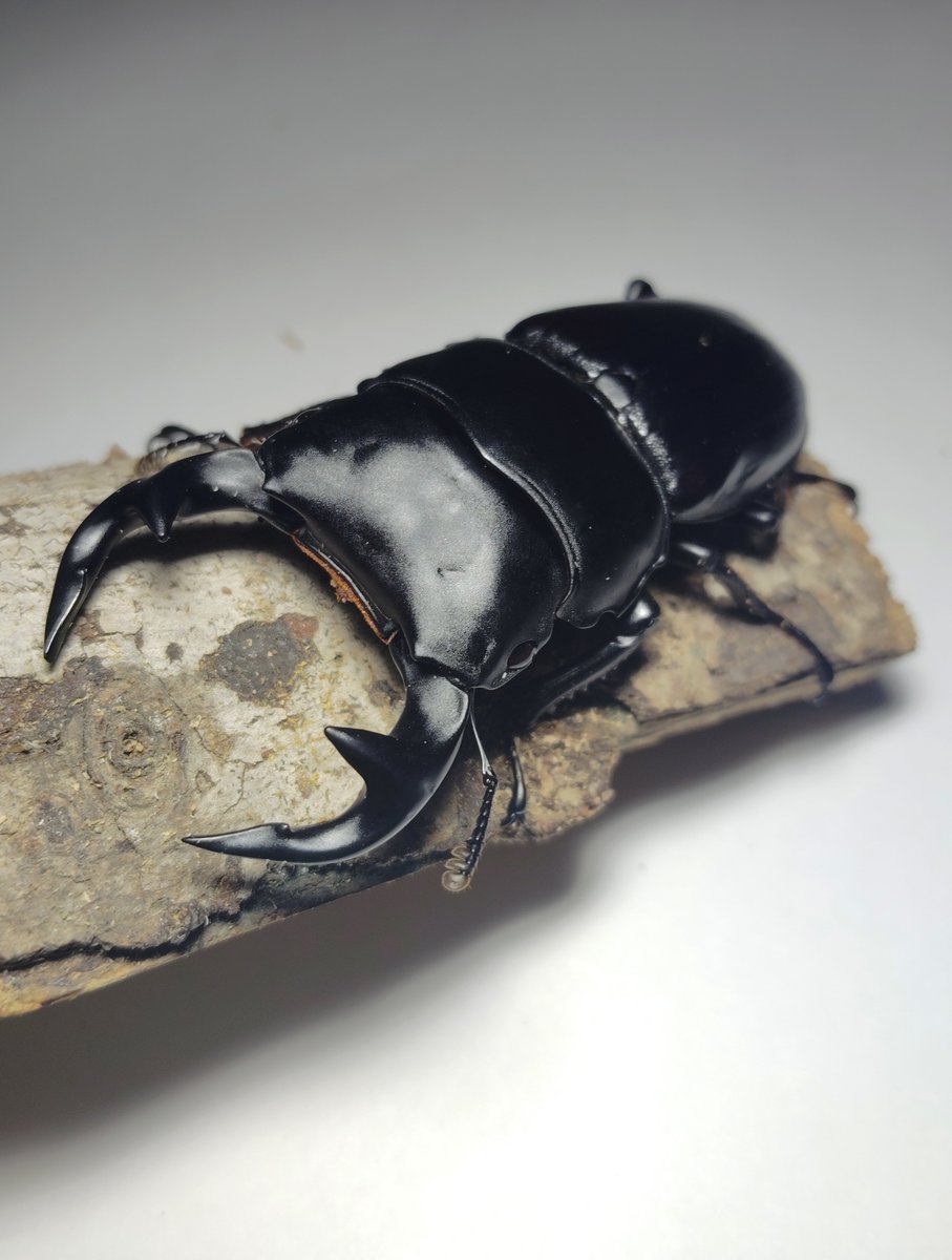 AMRAAM_beetle's tweet photo. #クワガタ  #昆虫  #オオクワガタ
グランディスとアンタエウス https://t.co/0tiwIXvR3X