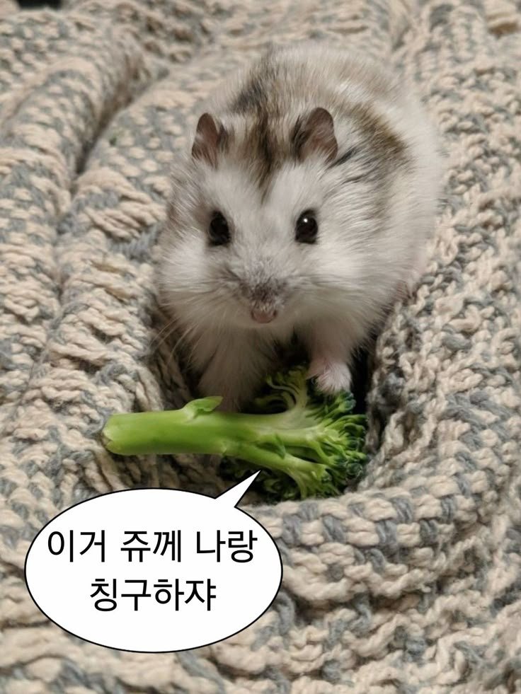 f1a06d310b554ea's tweet photo. #에세머트친소 #에세머_트친소
바보같은 저와 칭구해죠요... https://t.co/3MD1VevJaA