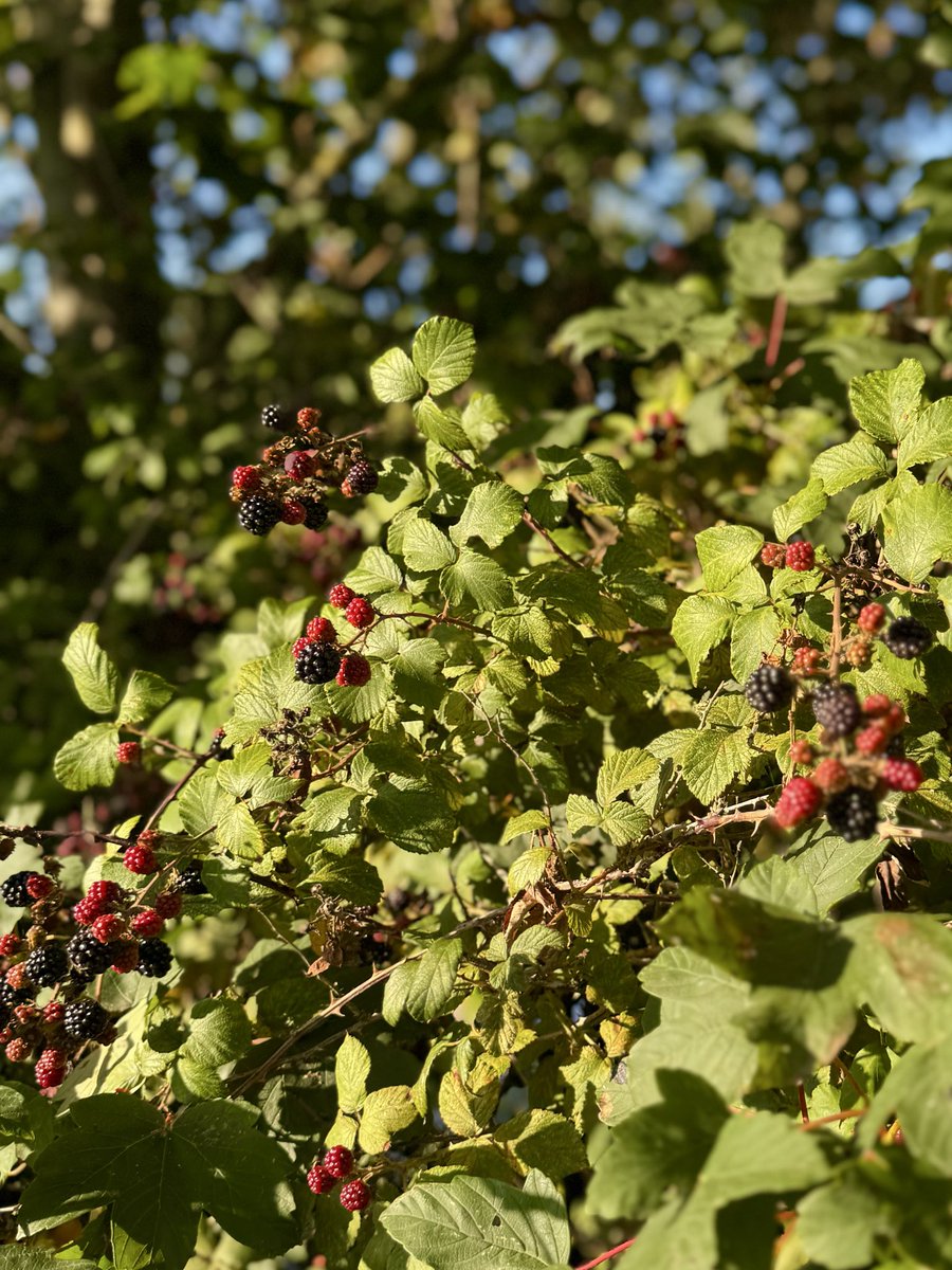 DrAllyLouks's tweet photo. Things I’ve been loving lately:
1. Blackberry picking 
2. Stirling Point 
3. Hojicha lattes 
4. Pom pom dahlias https://t.co/lTyMC4paLb