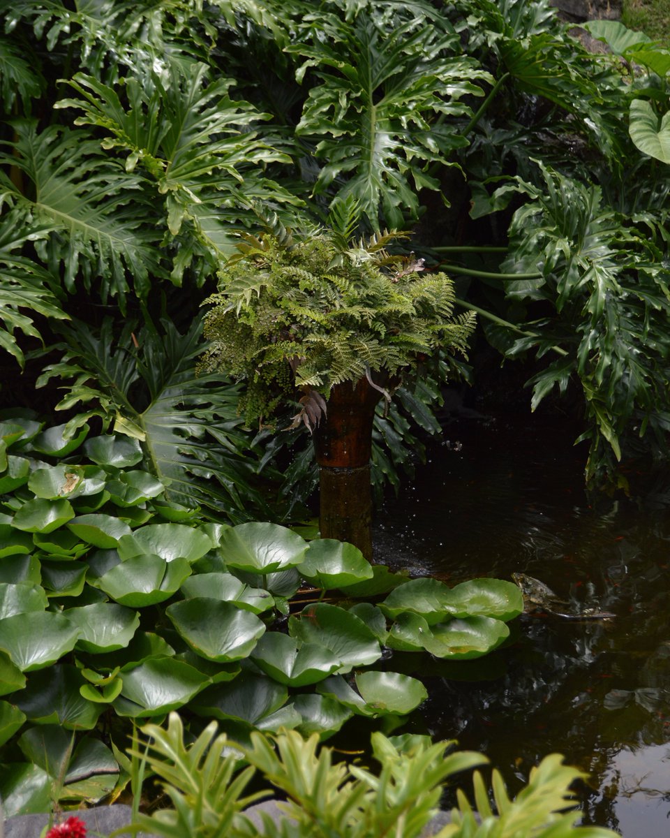 HotelPVEden's tweet photo. Al pasear por nuestros jardines, el sonido del agua te guiará hasta nuestra pequeña cascada 🌿✨

¿Has visto este rincón de nuestro hotel? 💚

#ParqueVacacionalEden #PuertoDeLaCruz #Tenerife #Jardines #Hotel https://t.co/FJbItO12IK