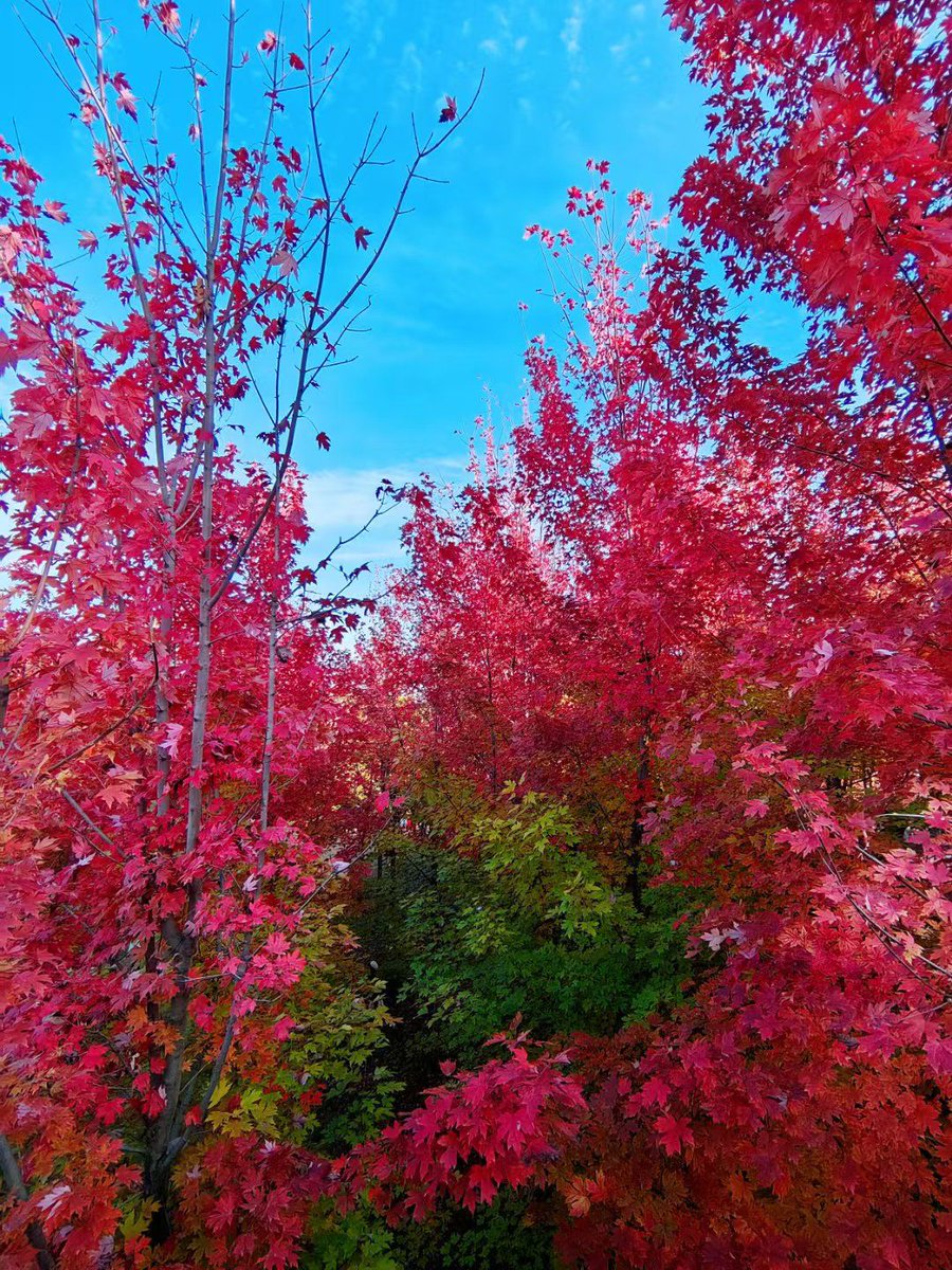 JrmSvt's tweet photo. Chilly autumn breeze brings crispy maple leaves  Perfect for a hot cocoa break! https://t.co/1NbmmG962o
