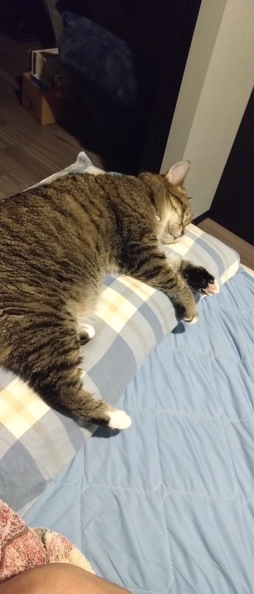 Kakeru31415's tweet photo. 猫に枕を奪われています https://t.co/zWO747843S