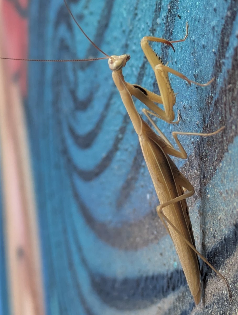 colligocritters's tweet photo. today two stunning mantis modelled for me 📸 https://t.co/eXJPMZCXGy