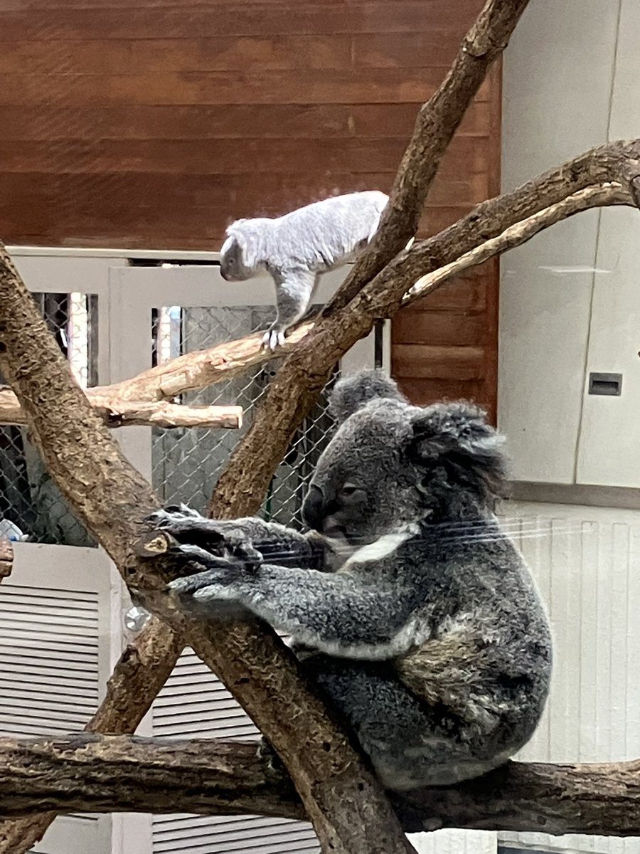 linling_zi's tweet photo. 先週、ヒヨリちゃんに見つめられまして🐨
後ろは、さちちゃん🐨
さちさんぽも見られた！ https://t.co/d3sjRuXkVH