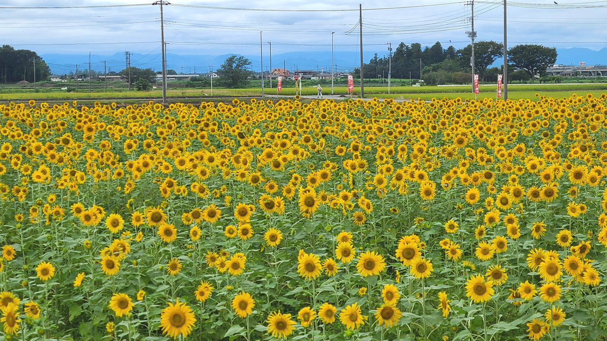 marumomochi's tweet photo. 8月も終わりの日はヒマワリ畑を見に行ってきましたん😊🌻
ちょうど満開でめっちゃ素敵でした！＼(^o^)／ https://t.co/tPGGpP6DU9