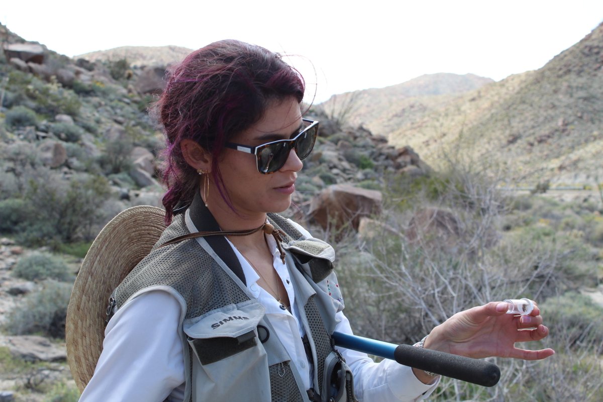 PBtScience's tweet photo. The US is home to 1000s of native bee species that are key for agriculture &amp; natural ecosystems. Dr. Lauren Ponisio studies how to preserve &amp; restore bee populations. She's interested in understanding the distribution &amp; health of native bee populations.

https://t.co/gx36h7gaSN https://t.co/kV4vClXcmG