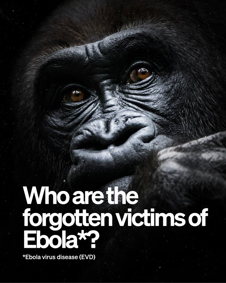 WOAH's tweet photo. Let's talk about the forgotten victims of Ebola Virus Disease (EVD).

Decades of research have shown that humans are only one part of a much larger ecological story involving wildlife, ecosystems and the complex interfaces where diseases emerge. Research has revealed that the virus is one of the greatest infectious dangers facing Africa’s great apes.

This means that to prevent future outbreaks, surveillance must also extend to wildlife, and go beyond hospitals and clinics. Integrated surveillance benefits both biodiversity conservation and public health by improving preparedness before pathogens cross species barriers

This is precisely the ambition of the ZOOSURSY project which aims to strengthen surveillance systems for zoonotic diseases at the human-animal-environment interface in 17 African countries.

Read the article to take a deeper look: https://t.co/ATLsJFUOFD