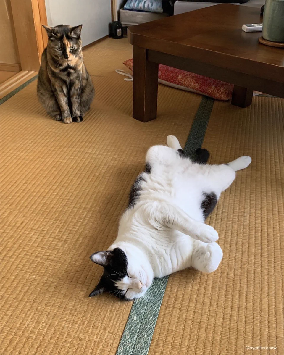 にゃん太郎｜猫画像｜Funny Cats on X: 