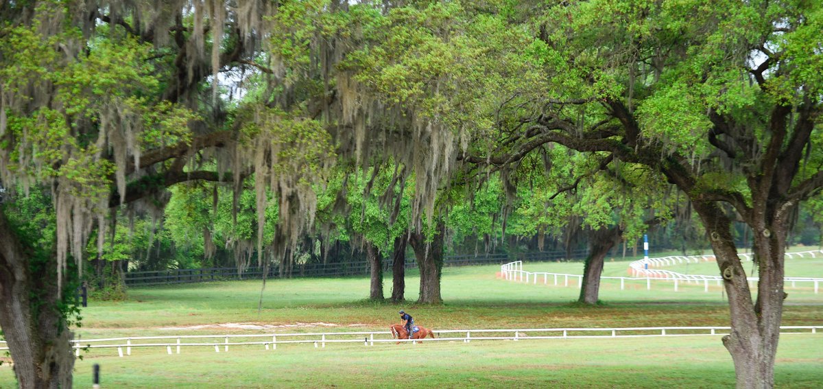 FirstDudeDDF's tweet photo. Providing the ideal environment for young horses and lay-ups to develop strength, confidence, fitness and foundation. 🏇
5/8 -mile dirt track
1/2 - mile turf gallop
Extensive turnout
#racehorse #Quality #champion @Garrett9Smith https://t.co/w2YLByoixe