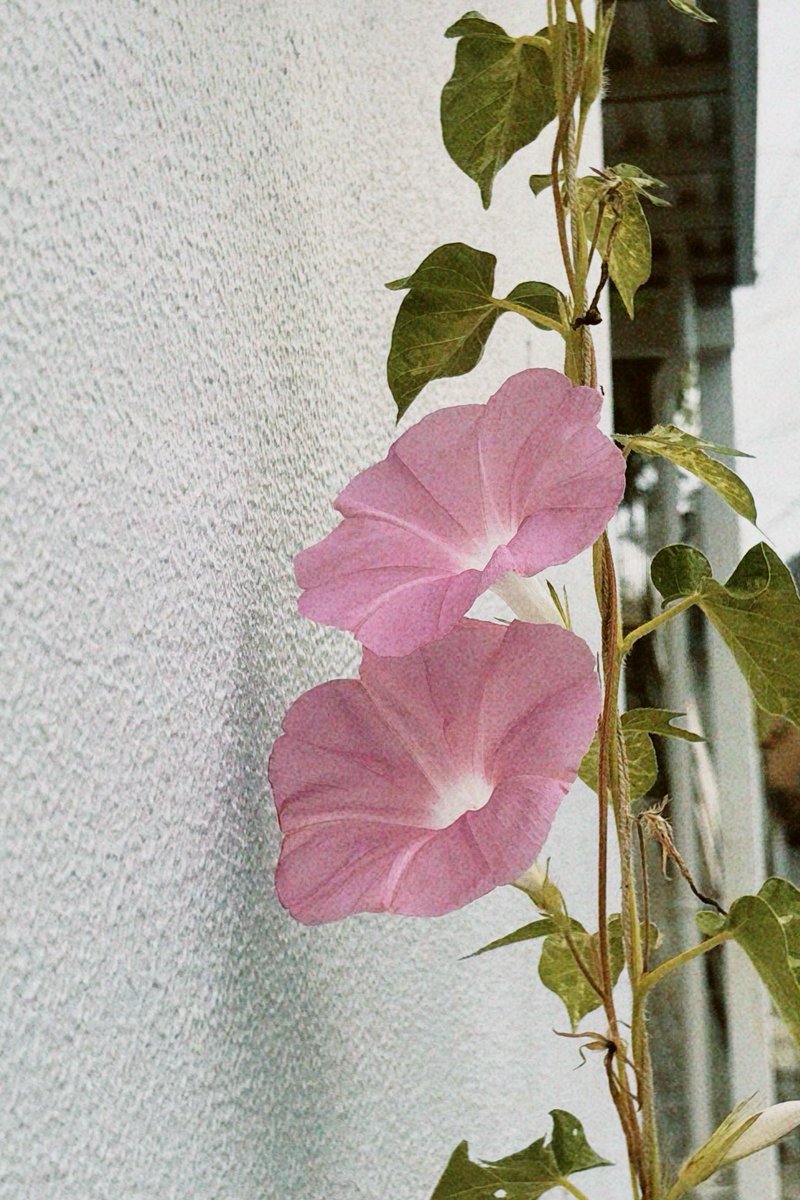 Meichopath__'s tweet photo. この夏は、民家から歩道に蔓を伸ばしている朝顔を、通りかかれば数秒観察している。にしてもよくたくさん咲いているなぁ。 https://t.co/qxaj7OtNu1