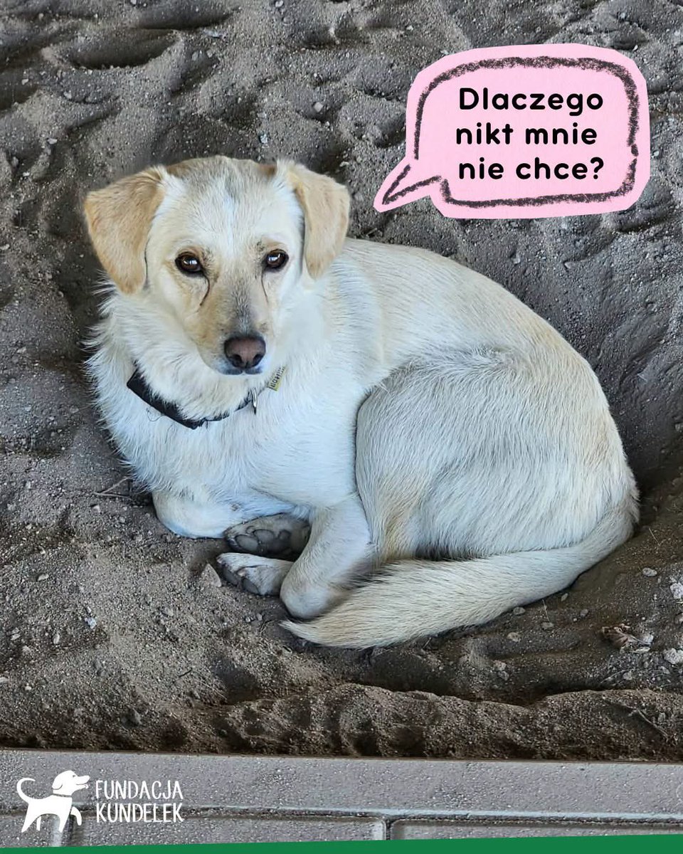 mal_land_'s tweet photo. DLACZEGO NIKT JEJ NIE CHCE? 💔
Brzoza (3-4 lata, 14 kg) to śliczna, przemiła i kontaktowa sunia! Łagodna, grzeczna na smyczy i gotowa do adopcji (nie lubi kotów).
Zaadoptuj lub udostępnij! 🐾
📋 Ankieta: https://t.co/ak1wTRicez
📍Iłów 96-520
✍️ Autor: Fundacja Kundelek https://t.co/KO7MJoR5Yr
