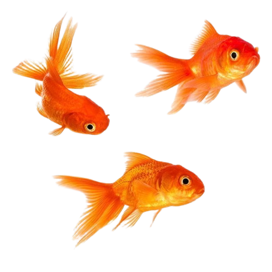 marvius_studio's tweet photo. kindly rt before use ♥️

📁 png : gold fish 🐟 

“ only for personal use 👈🏻

( #แจกไฟล์png #png #giveaway #แจกpng ) https://t.co/ojfee2VEGt