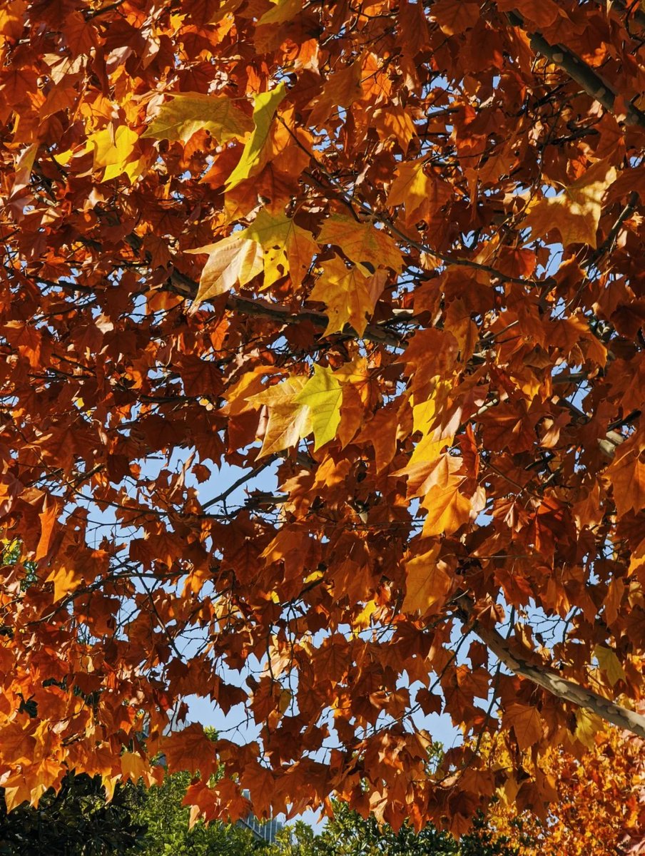 UshaCha67980112's tweet photo. [Sunshine + autumn vibes = perfect weekend!  Grabbing my iced latte and heading out for a leaf stroll.]， https://t.co/BDK8MJEFGl