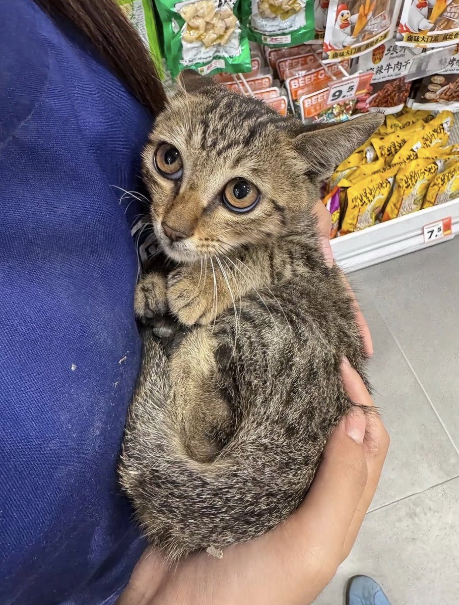 depressionlesss's tweet photo. give him all the treats right now https://t.co/leVb3f2j6E
