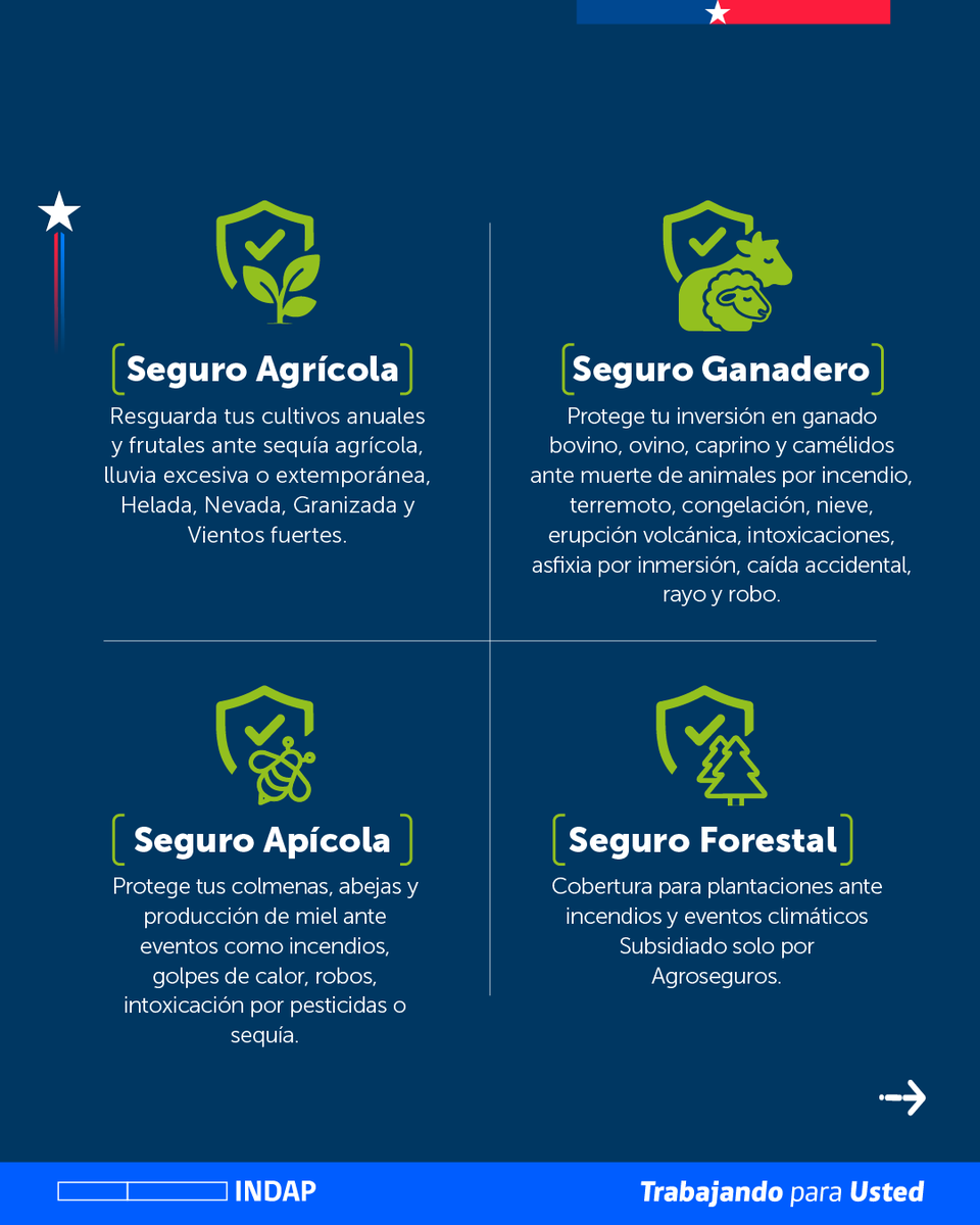 Agroseguroscl's tweet photo. Proteger tu trabajo en el campo es más simple cuando conoces las alternativas que tenemos para ti.

Gracias a la alianza @agroseguros_minagri + @indapchile, puedes acceder a seguros con un doble subsidio del Estado que financia casi la totalidad del valor de tu póliza. 

Info ⬇️ https://t.co/oeb2qpDo3v