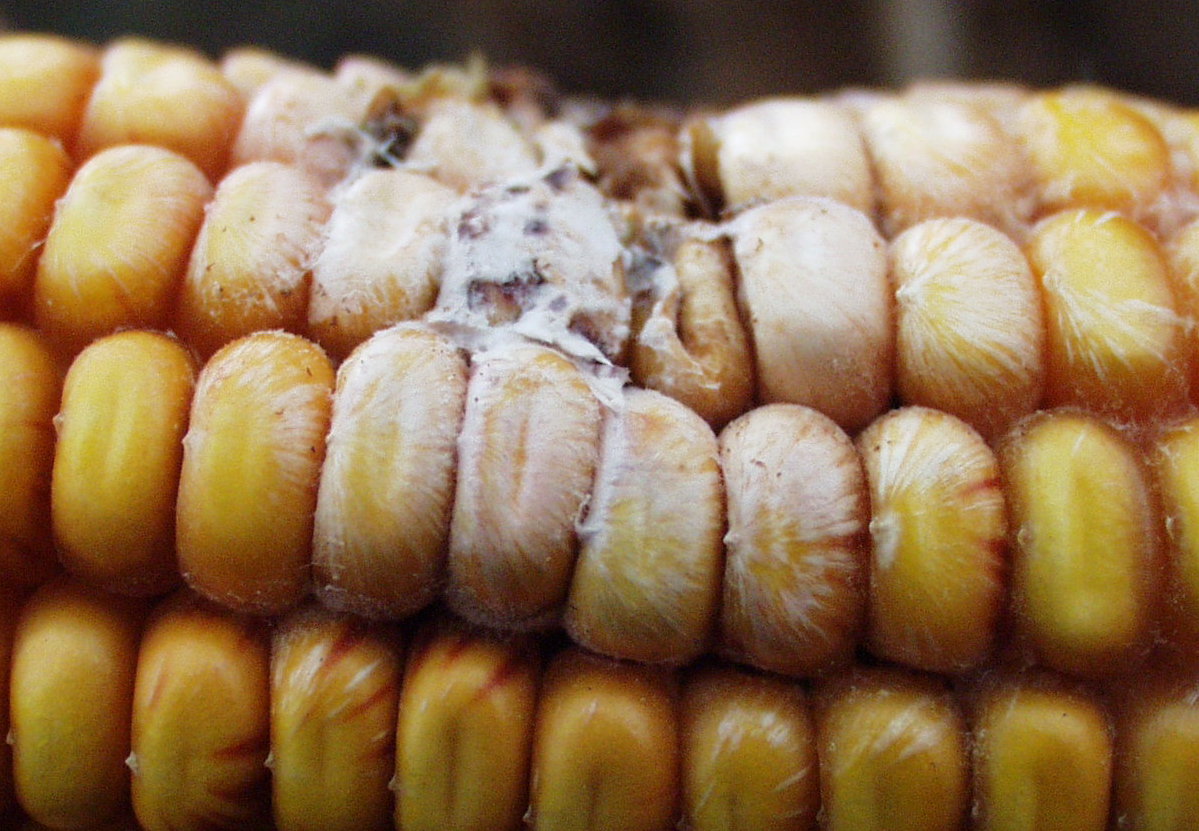 CropNetwork's tweet photo. It's essential to test grain and whole-plant silage for mycotoxins if corn ear rots are a significant problem. Obtaining a representative sample for mycotoxin testing is critical for accurate results. 

Read more in Corn Grain and Silage Sampling and Mycotoxin Testing https://t.co/oBZzoO8v1m. 

From @badgercropdoc @baldpathologist @MartinChilvers1 @travisfaske @dsmuelle @ppp_trey @AlbertTenuta @cropdoc08 @DaisyHAhumada @MandyBish1 @MahDuffeck @alisonrISU @maddishires @DTelenko +others. 
#corn #mycotoxins @croptoxcare