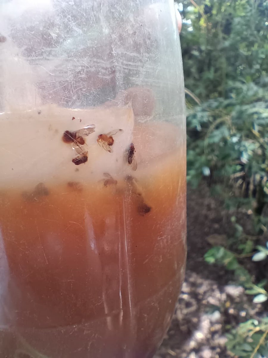 ICACOLOMBIA's tweet photo. 🍇🪰 Una trampa sencilla puede ayudar a proteger una cosecha.

En la finca Tierra Viva, en Granada, Antioquia, productores de mora participaron en un taller práctico para aprender a elaborar trampas artesanales para la captura y monitoreo de Drosophila, conocida como mosca del vinagre.

Junto con @Asohofrucol , conocieron alternativas con fermento de mora, levadura y vinagre de manzana, elementos que permiten atraer y capturar la mosca para detectar oportunamente su presencia y tomar decisiones de manejo en el cultivo.

🌱 Así, el monitoreo se convierte en una herramienta para fortalecer la protección fitosanitaria de los frutales y contribuir al cuidado de las cosechas.

Esta actividad hace parte del Proyecto de Protección Fitosanitaria de Frutales del ICA, con acciones que se desarrollan en todo el territorio nacional.