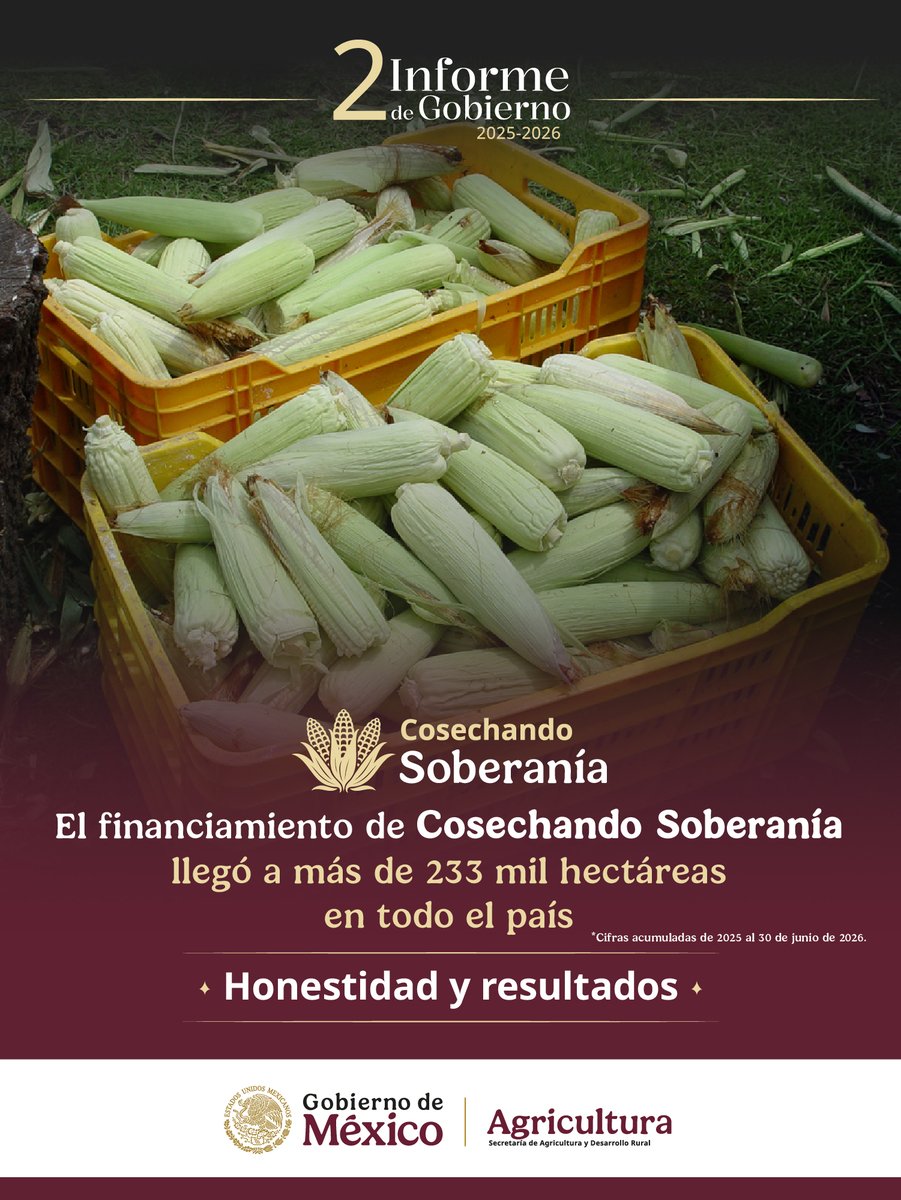 Agricultura_mex's tweet photo. #2InformeDeGobierno
🌱 Cosechando Soberanía: Impulso real para quienes alimentan a México.
El financiamiento llegó a más de 233 mil hectáreas en todo el país.
Porque la verdadera soberanía alimentaria se construye desde la raíz y con el esfuerzo de nuestra gente.
#HonestidadyResultados