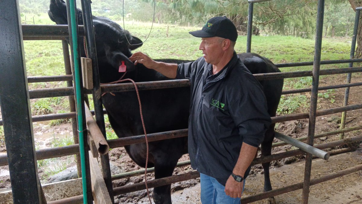 ICACOLOMBIA's tweet photo. El saneamiento de los predios fortalece la sanidad ganadera del Putumayo. 🐮

🔎 Realizamos jornadas técnicas en predios con diagnóstico positivo de brucelosis bovina, con identificación individual de animales reactivos, seguimiento epidemiológico y orientación a los productores sobre las medidas sanitarias establecidas.

📍 Actualmente, 15 predios de Santiago, Valle del Guamuez, Puerto Caicedo y Puerto Asís se encuentran en proceso de saneamiento.

🤝 Desde el ICA acompañamos a los productores y trabajamos por una ganadería más sana en el departamento.