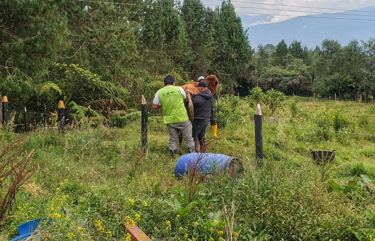 ICACOLOMBIA's tweet photo. El saneamiento de los predios fortalece la sanidad ganadera del Putumayo. 🐮

🔎 Realizamos jornadas técnicas en predios con diagnóstico positivo de brucelosis bovina, con identificación individual de animales reactivos, seguimiento epidemiológico y orientación a los productores sobre las medidas sanitarias establecidas.

📍 Actualmente, 15 predios de Santiago, Valle del Guamuez, Puerto Caicedo y Puerto Asís se encuentran en proceso de saneamiento.

🤝 Desde el ICA acompañamos a los productores y trabajamos por una ganadería más sana en el departamento.