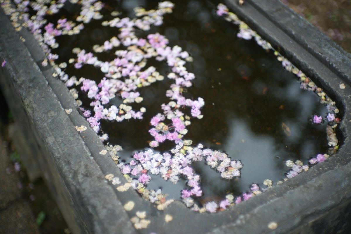 SamtecG's tweet photo. 玉鳳寺の百日紅

#photograghy 
#α7IV 
#nikkor 
#これソニーで撮りました　
#キリトリセカイ 
#ファインダー越しの私の世界 
#写真好きと繋がりたい　
#オールドレンズ
#東京カメラ倶楽部　
#ふぉと https://t.co/lXn6jpHAlt